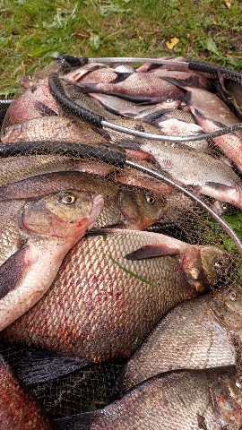 alexey_v_fishing в LOOKY. . Немножко половил🤟