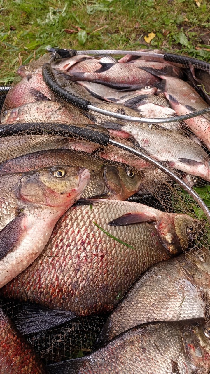 alexey_v_fishing в LOOKY — Немножко половил🤟