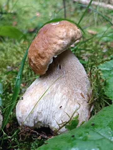 julka_kochetova в LOOKY. #boletusedulis,#fungi,#mushroom,#грибы2026,#грибыюльки. Белый гриб еловый😍
...