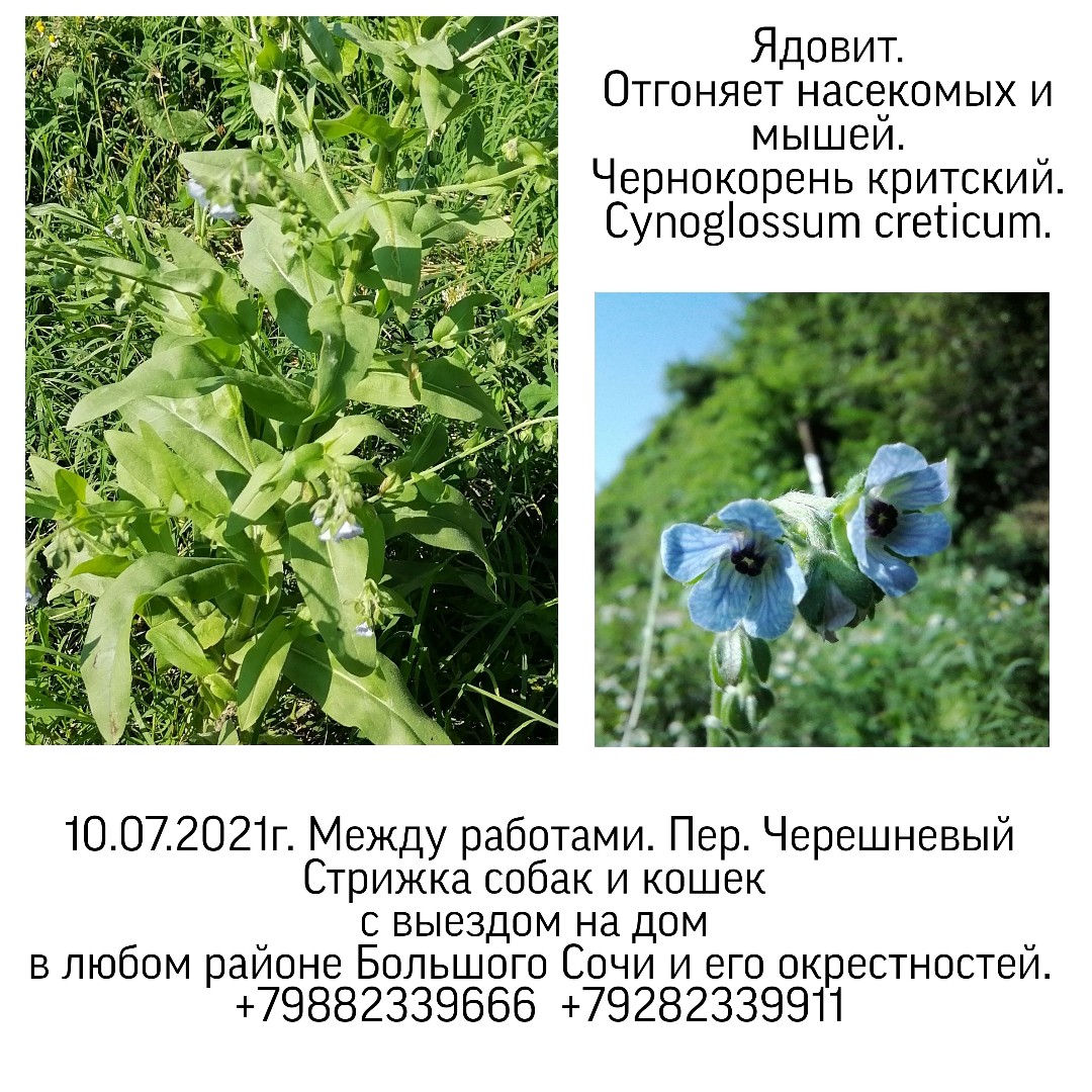 IrinaShimanskayaSochi в LOOKY — Флора. Ботаника рядом. 
Между работами. Места работы. 
Работ