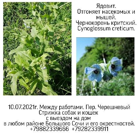 Looky_1676317000260 в LOOKY. #стрижкасобак,#флораШИВ,#ШИВ,#Сочи,#фотография,#флора,#ботаника,#заповедник,#горы,#работакакэкскурсия. Флора. Ботаника рядо...