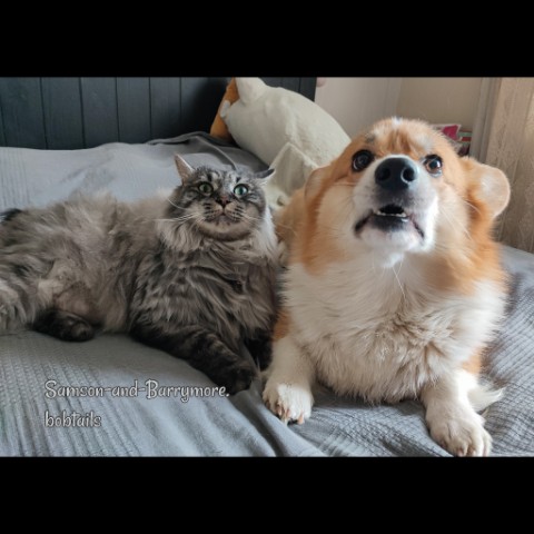 samson_and_barrymore.bobtails в LOOKY. #corgi,#corgipuppy,#corgilife,#corgination,#corgicommunity,#corgigram,#pembrokecorgi,#pembroke,#корги,#коргипемброк,#loveis,#пемброк,#щеноккорги,#собака,#собакадругчеловека,#doglife,#коргимания,#коргичемпион,#sweetkitty,#большойкот,#курильскийбобтейл,#kurilianbobtail,#sweetkitty,#catphoto,#catphotography,#котдня,#38попугаев,#котипес,#безкотаижизньнета,#мыизкотограма,#looky,#looky_топ,#looky_official. .
Привет, друзья! По...