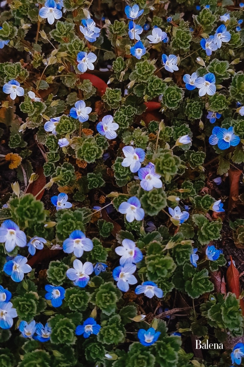 ВерОника персидская 
Цветочный персидский ковёр
_______________________
#весна #spring #flower #flowers #цветы #поляна #красота