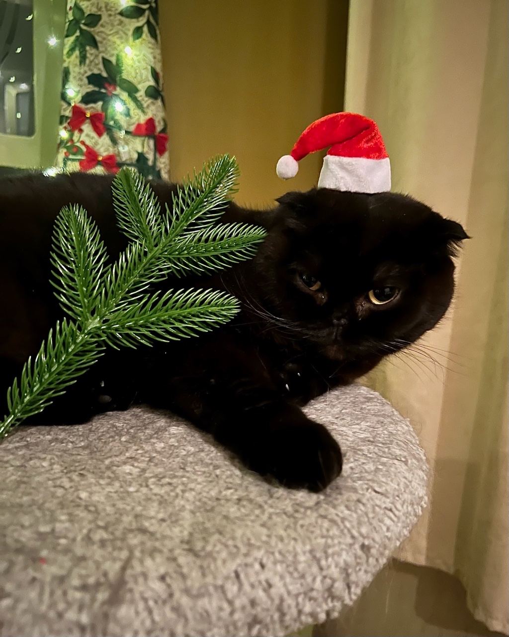 cats_mars_tayson