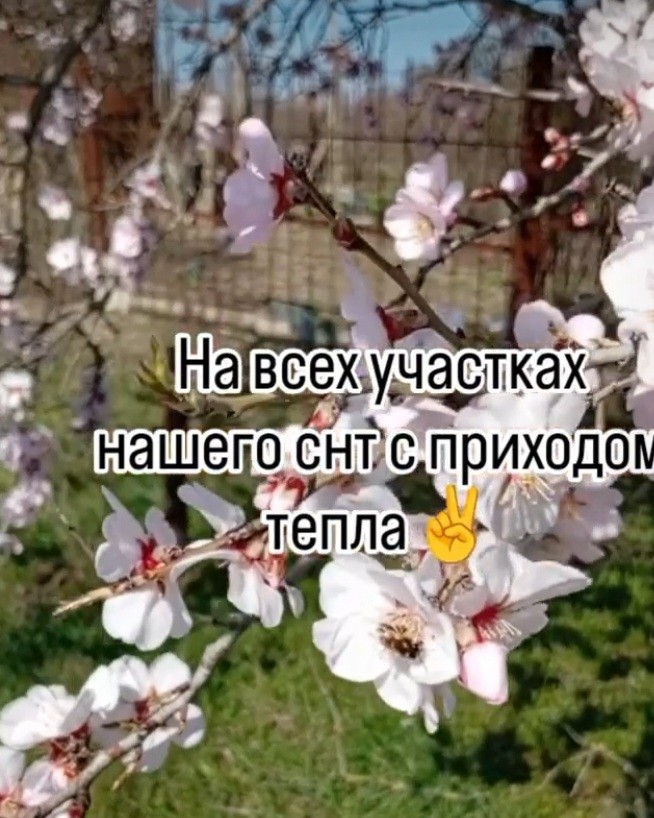 Looky_177997731066164