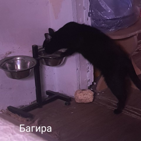 Looky_Sandra в LOOKY. . Багира - мама
Пума -...