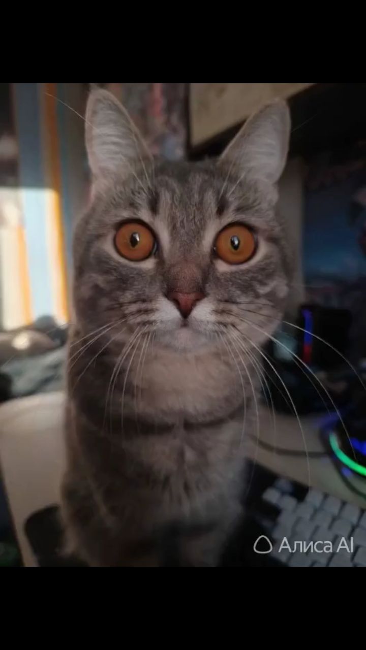 Dasha в LOOKY. . 😸😸😸