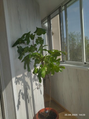 MrNuazar в LOOKY. . Инжир — субтропическ...