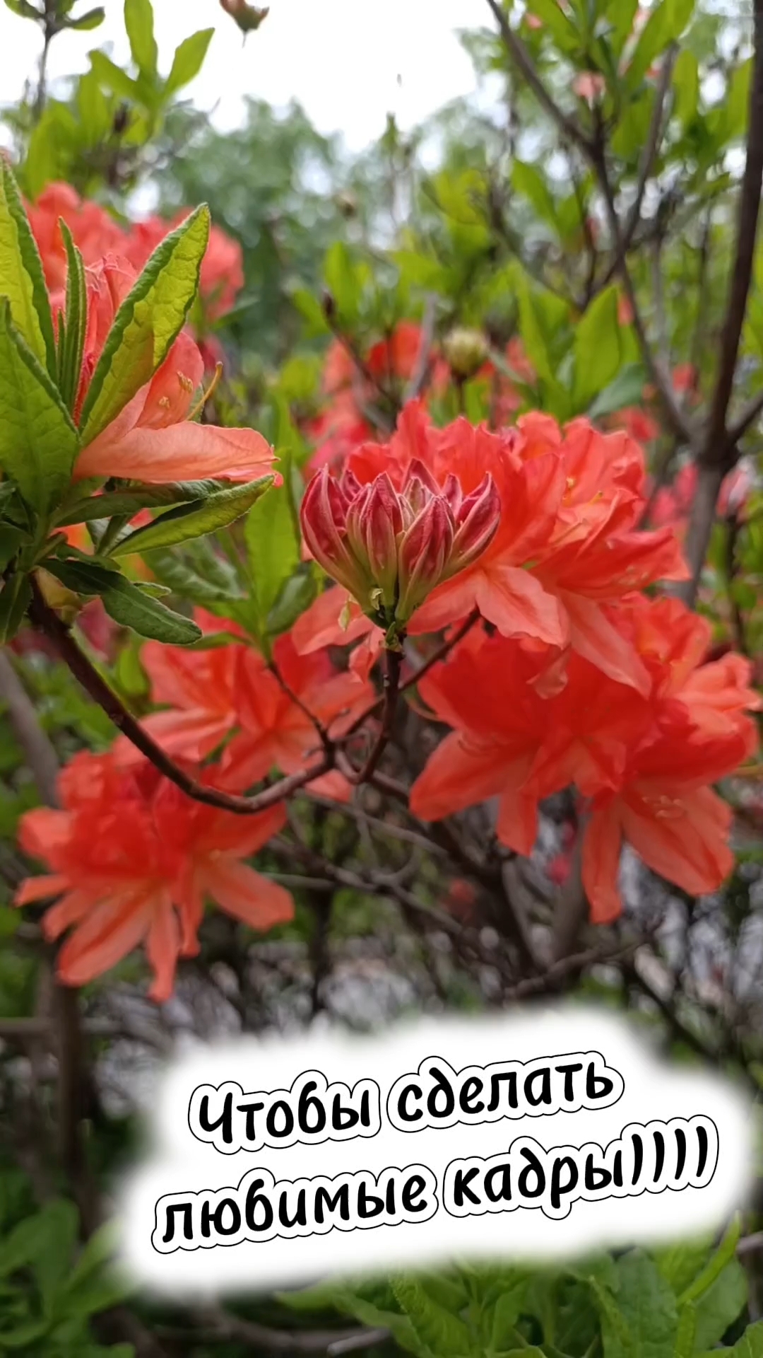Ловец Воспоминаний. в LOOKY — Обожать 😍🔥😍 
Вдохновение природой)))
Оно такое)))