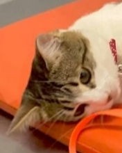 Кот Мурчик in LOOKY. . Подпишусь взаимно 😸