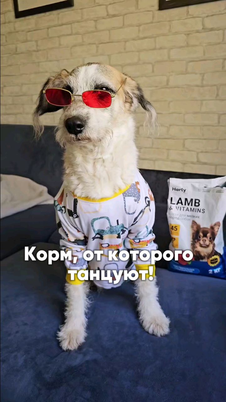 Harly_Miami в LOOKY. #собака,#dog. Это не просто корм —...