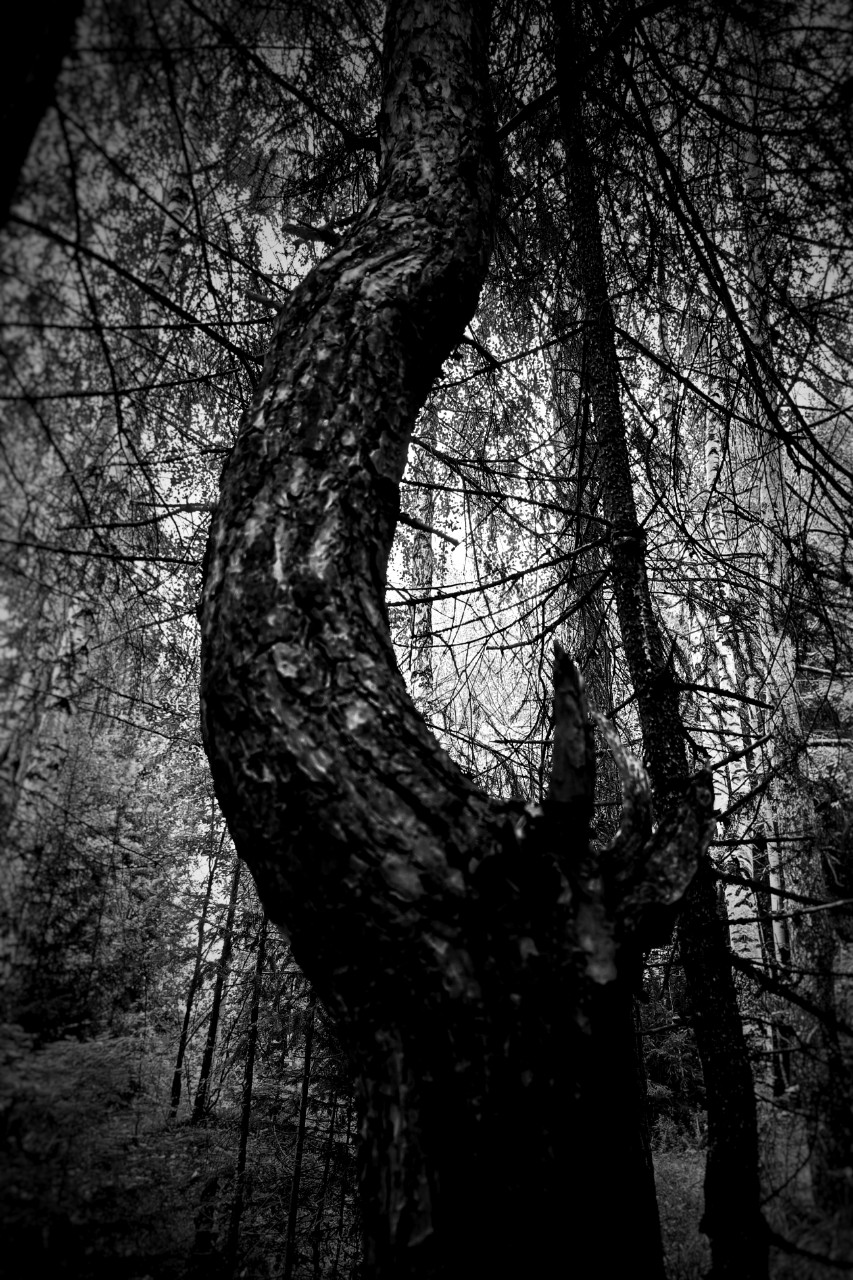 Лес в июле #лес#природа#лето#июль#чбфото