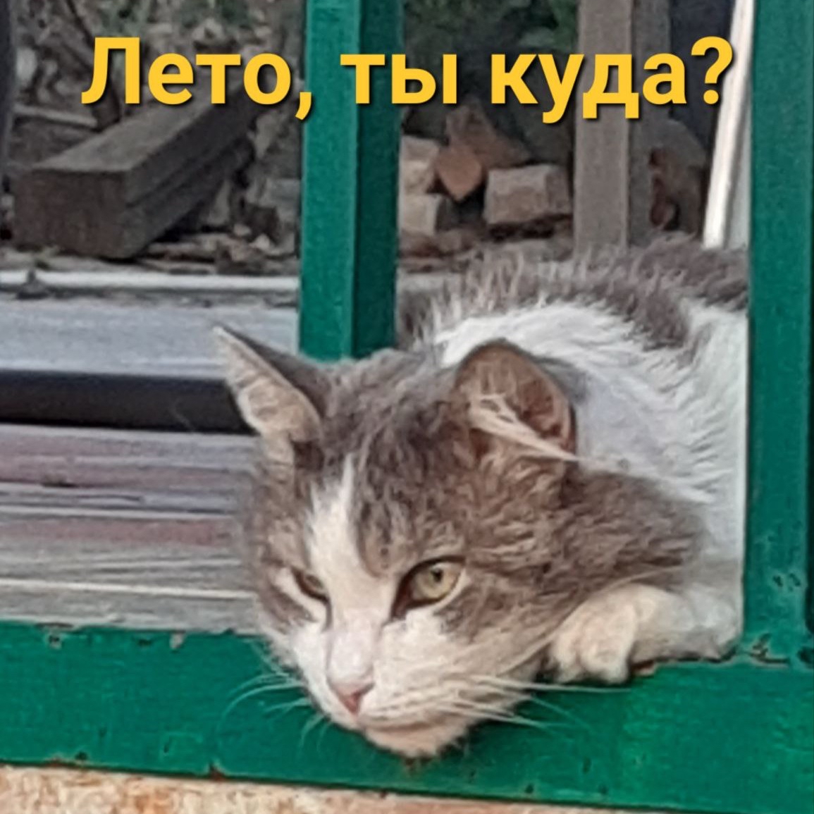 yadobriydobbi