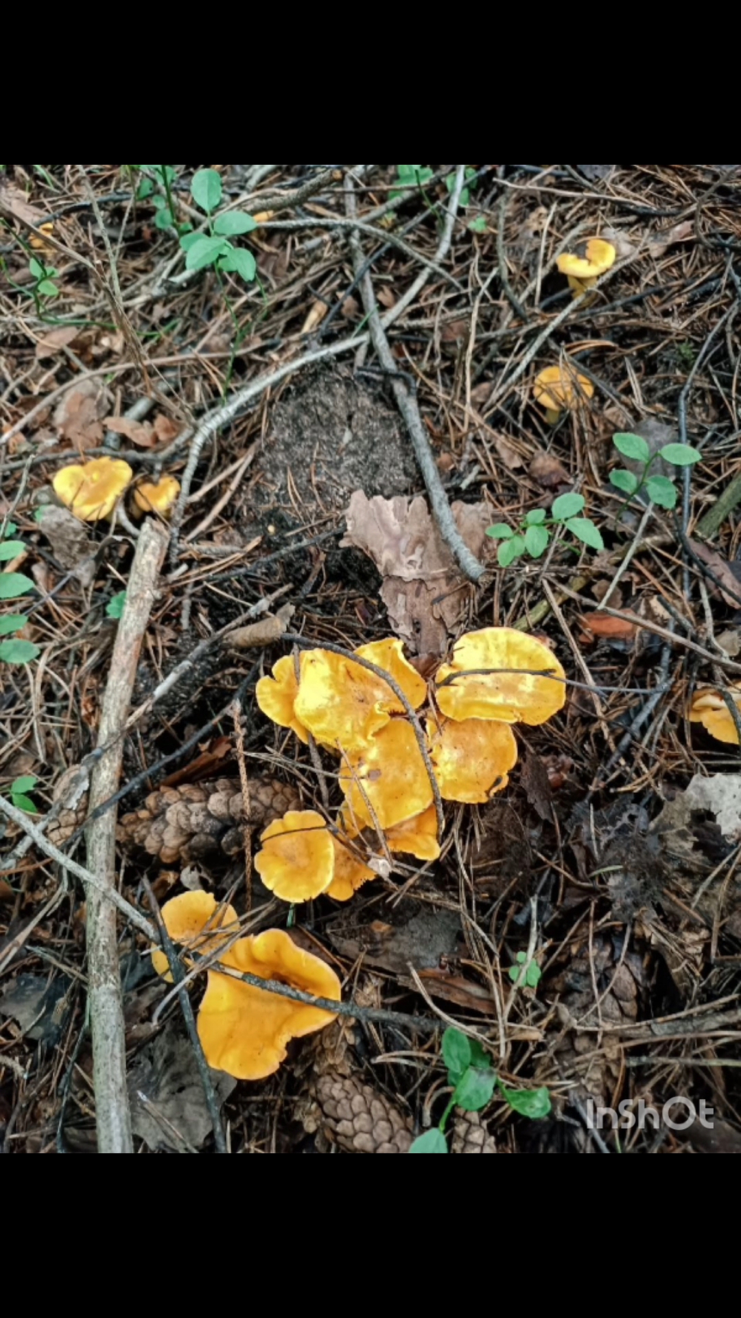 julka_kochetova в LOOKY. #грибы2026,#лисички,#грибнаяпора,#cantharellus,#mushrooms,#fungi,#малина,#черника,#леснаямалина. Лисички, лисички, у ...
