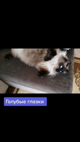 Looky_178352140114547 в LOOKY. . ❤🤣
