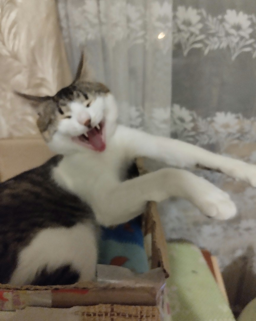 Кот Мурчик in LOOKY. . 