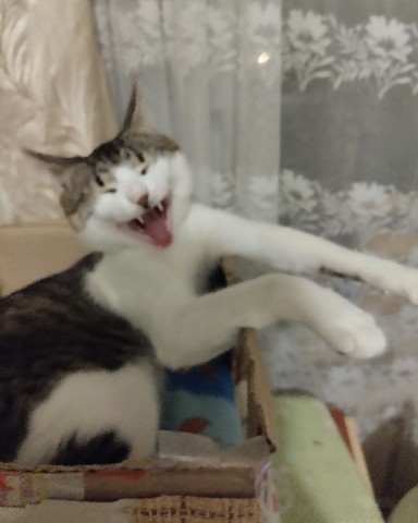Кот Мурчик в LOOKY. . 