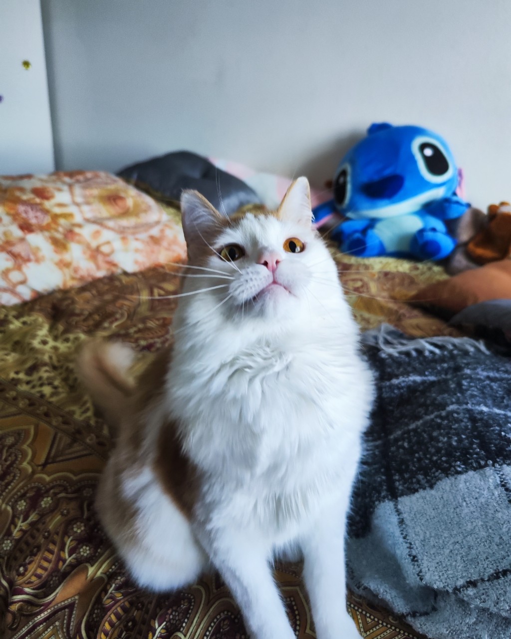 777___egoist___777 в LOOKY — Ждущий тебя с работы кот🐱