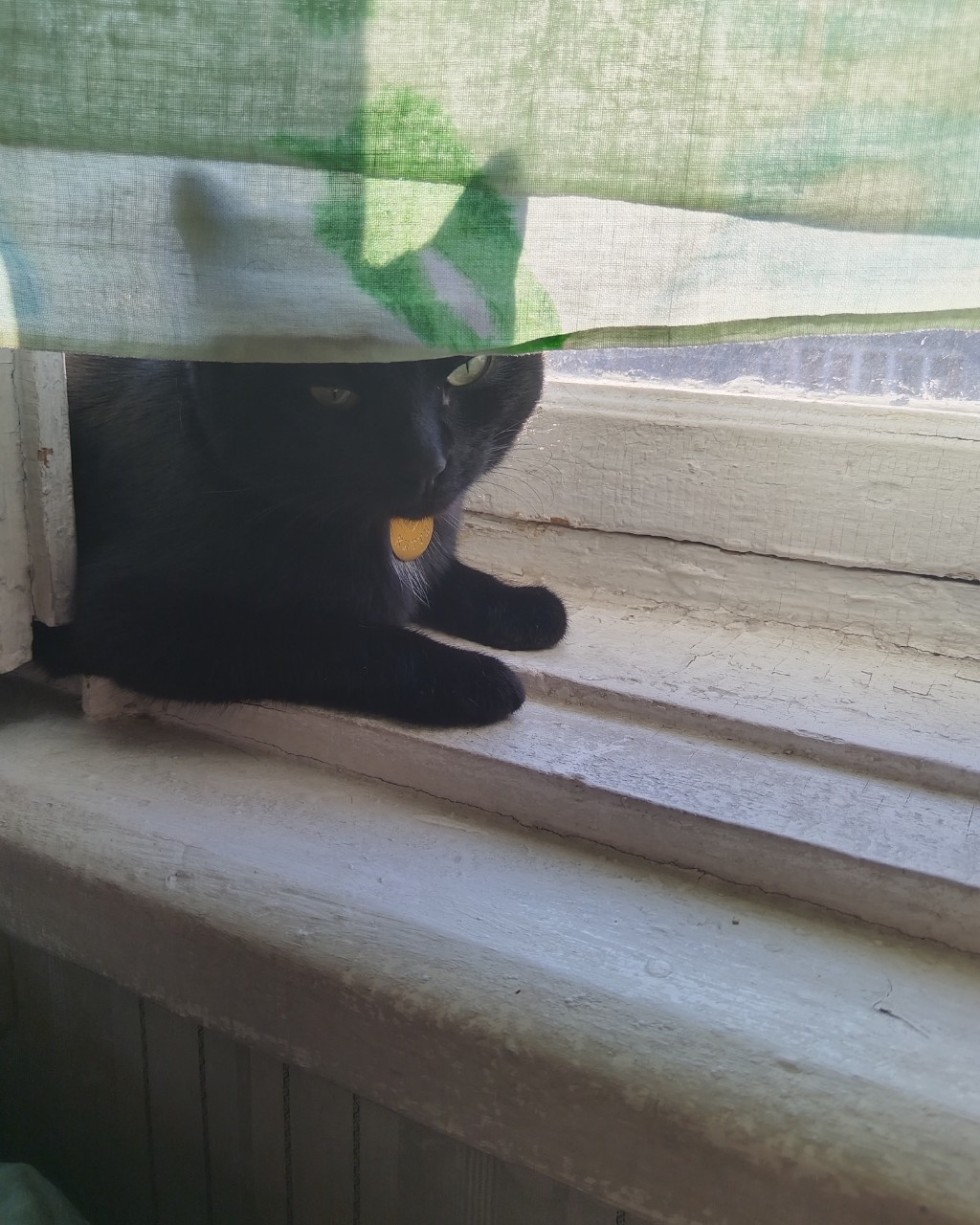 Всем самого доброго денечка,друзья🤗🤗🤗
[#котики](котики) [#инстадрузья](инстадрузья) [#котограмм](котограмм) [#китти](китти) [#кошечка](кошечка) [#всехобнимаю](всехобнимаю) 
