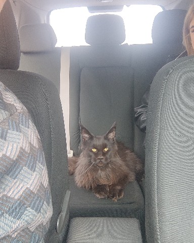 borm_crimea в LOOKY. #крым,#кот,#crimea,#cat. Очень вежливый и инт...