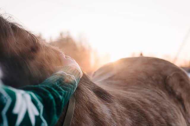 victoriaserbul_horse в LOOKY. #HORSEINSTAGRAM,#horse,#horses,#horselove,#horselife,#Лошади,#лошадиинстаграм,#конныйклуб,#Лошадижизнь,#лошадилюбовьнавсюжизнь. Ни один человек ещё ...