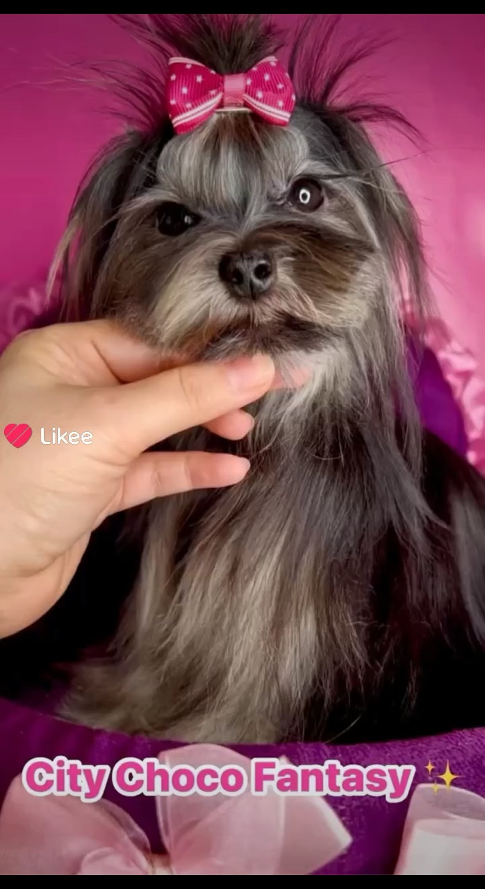 Цветные йорки Мальтипу в LOOKY. #чёрныййорк,#цветноййорк,#йорк,#blackyorkie,#teacupyorkies,#coloredyorkies,#россия,#usa,#europe. Ти кап 1кг 400 гр 11...