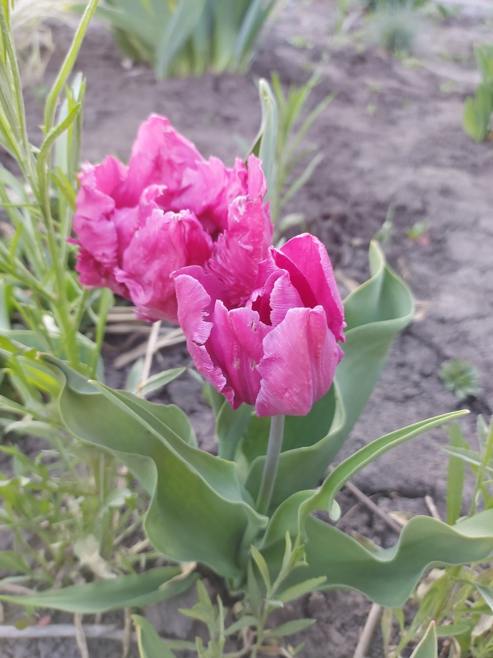 Мира и Муся в LOOKY — фото 4