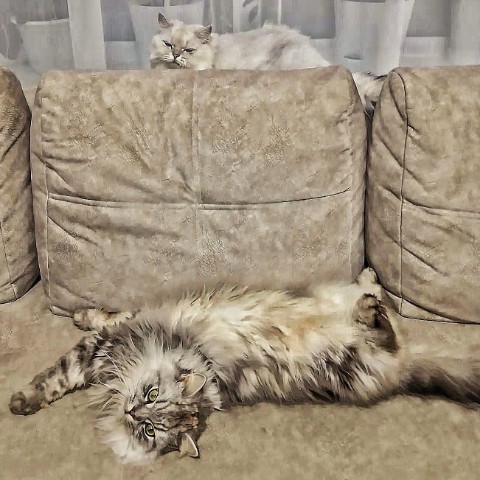 darenka_little в LOOKY. #котейка,#котики,#cats,#ilovemycat,#lovecats,#nature,#instacat,#kitty,#animals,#коты,#кот,#cat,#catsofinstagram,#кошка,#кошки,#котята,#котик,#котэ,#catstagram,#котенок,#животные,#catlover,#catlovers,#instacat,#инстакот,#котя,#котятки,#catlife,#catoftheday,#cats_of_instagram. Парни отдыхают 
#кот...