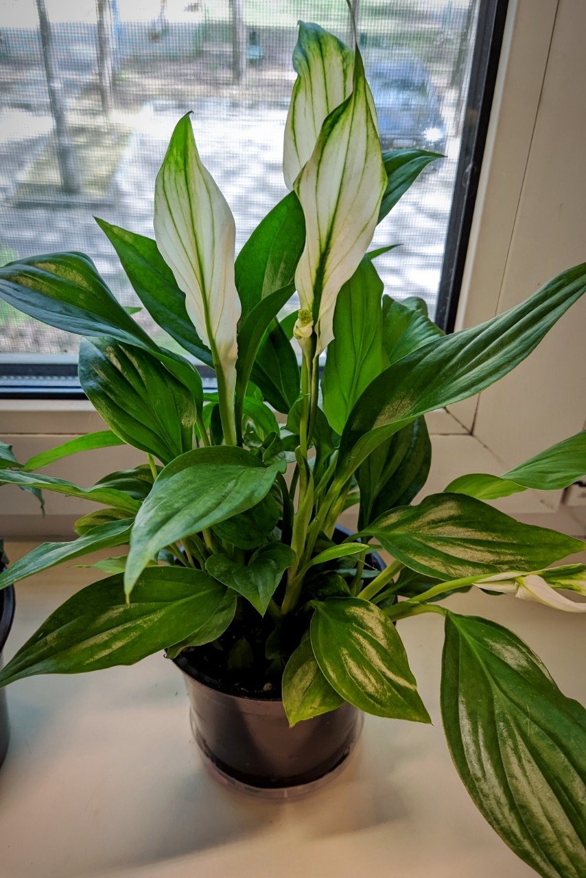 Alenenok в LOOKY. #спатифиллумшопен,#шопен,#ароидные,#комнатные_растения,#plant. Сбылась еще одна дав...