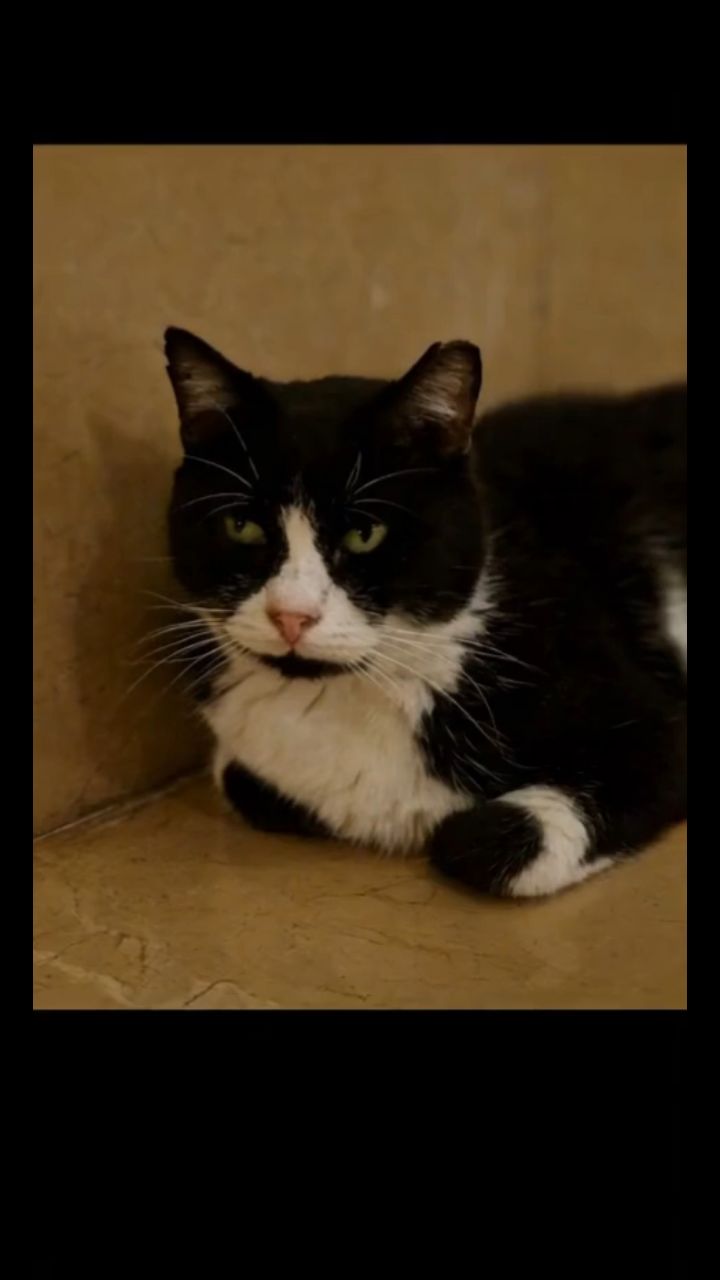 ИИ окрыляет в LOOKY. #Котробот,#Развлечение,#Рекомендации,#Юмор,#Нейросеть,#иивидео,#Lookyai. #Котробот #Развлечен...