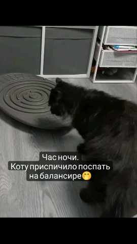 Смешные видео в LOOKY. #любовь,#мило,#смешно,#смех,#умора,#юмор,#ржака,#смешноевидео,#смешное_видео,#видео,#топвидео,#прикол,#приколы,#ржунемогу,#ржач,#шутка,#шутки,#позитив,#топ,#лучшее,#весело,#веселье,#животные,#питомцы,#котики,#котик,#милашки,#милота,#милоисмешно,#мило_и_смешно,#кот,#кошка,#котэ,#смешныеживотные,#смешные_животные,#милыеживотные,#милые_животные,#милыепитомцы,#милые_питомцы,#домашниепитомцы,#домашние_питомцы,#домашниеживотные,#домашние_животные,#угар,#угарно,#тренд,#втренде,#подборка,#рекомендация,#рекомендации,#доброеутро,#времялюбви,#looky,#lookylove,#cats,#cat. Удобная лежанка для ...