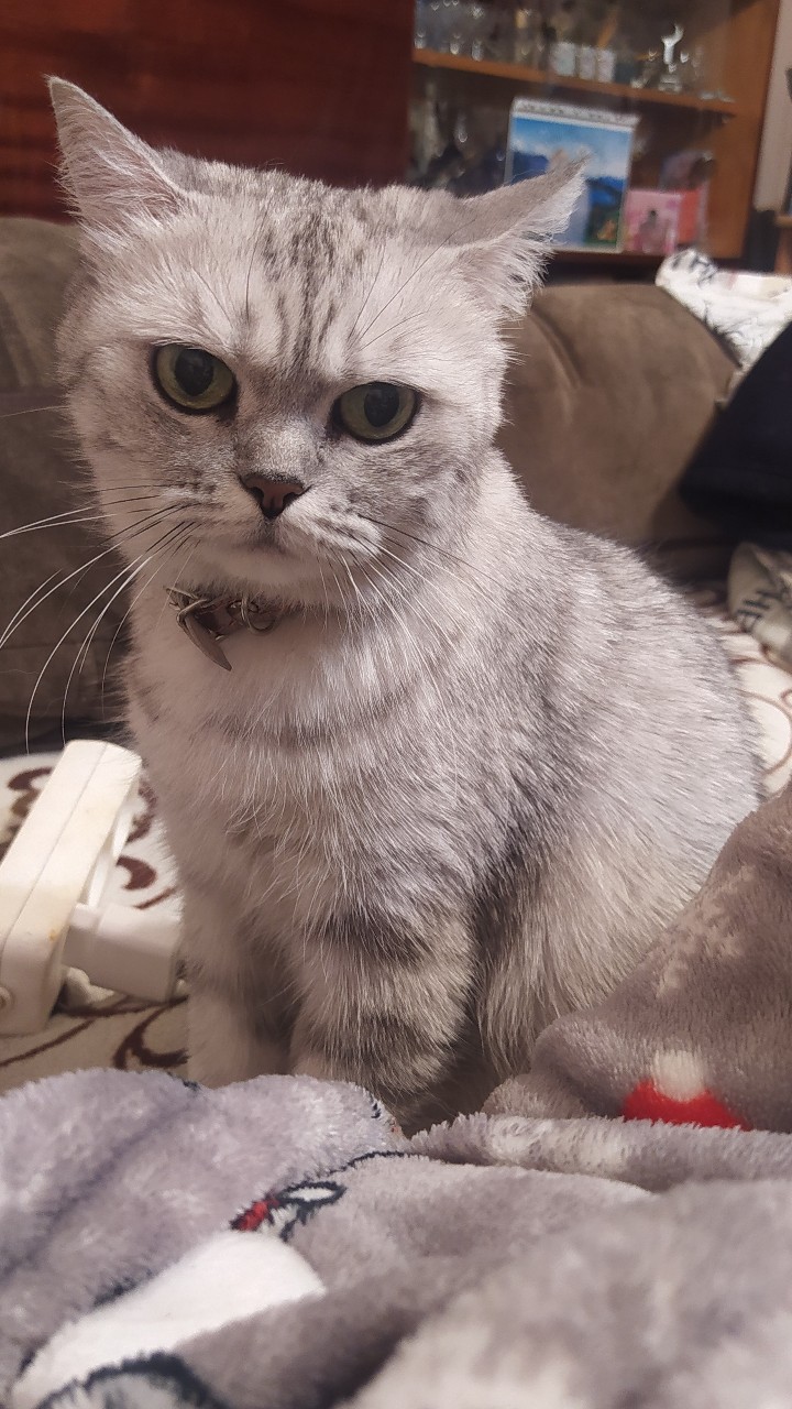 7 оттенков серого🤣
#cats #cat [#LOOKY_топ](LOOKY_топ) [#Lokky](Lokky) 