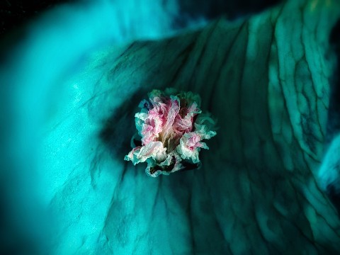 Irina_Sayanova в LOOKY. #IriS_фото,#макро. Любимое макро

#IriS...