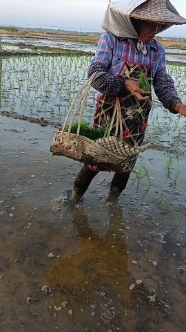 SR RAJ в LOOKY. . Rich plant