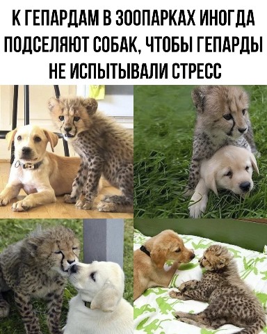 Looky_1672643960600 в LOOKY. #приколы,#ржака,#юмор,#18,#трэнды,#2023,#лучшее,#прикольныевидео,#приколыдлявзрослых,#пранки,#топ,#эпицентрюмора,#факты,#gif,#фильмы,#приколыизфильмов,#тнт,#эпицент,#краш,#мемы,#топвидео,#локи,#LOOKY_топ. 🔥 Подписывайтесь!! ...