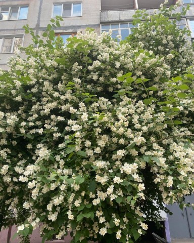 Chereshka_meow в LOOKY. #Aesthetic,#flowers. `` ~ ୨୧ ♡ · Красивен...