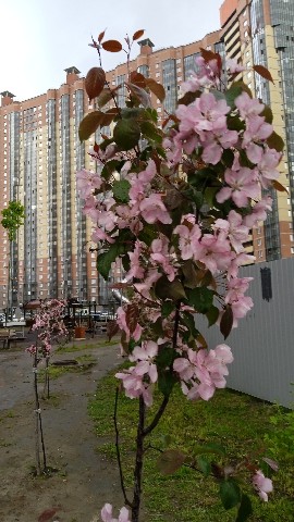 cat.marco.and.co в LOOKY. #день6,#городсад. Неожиданная красота ...