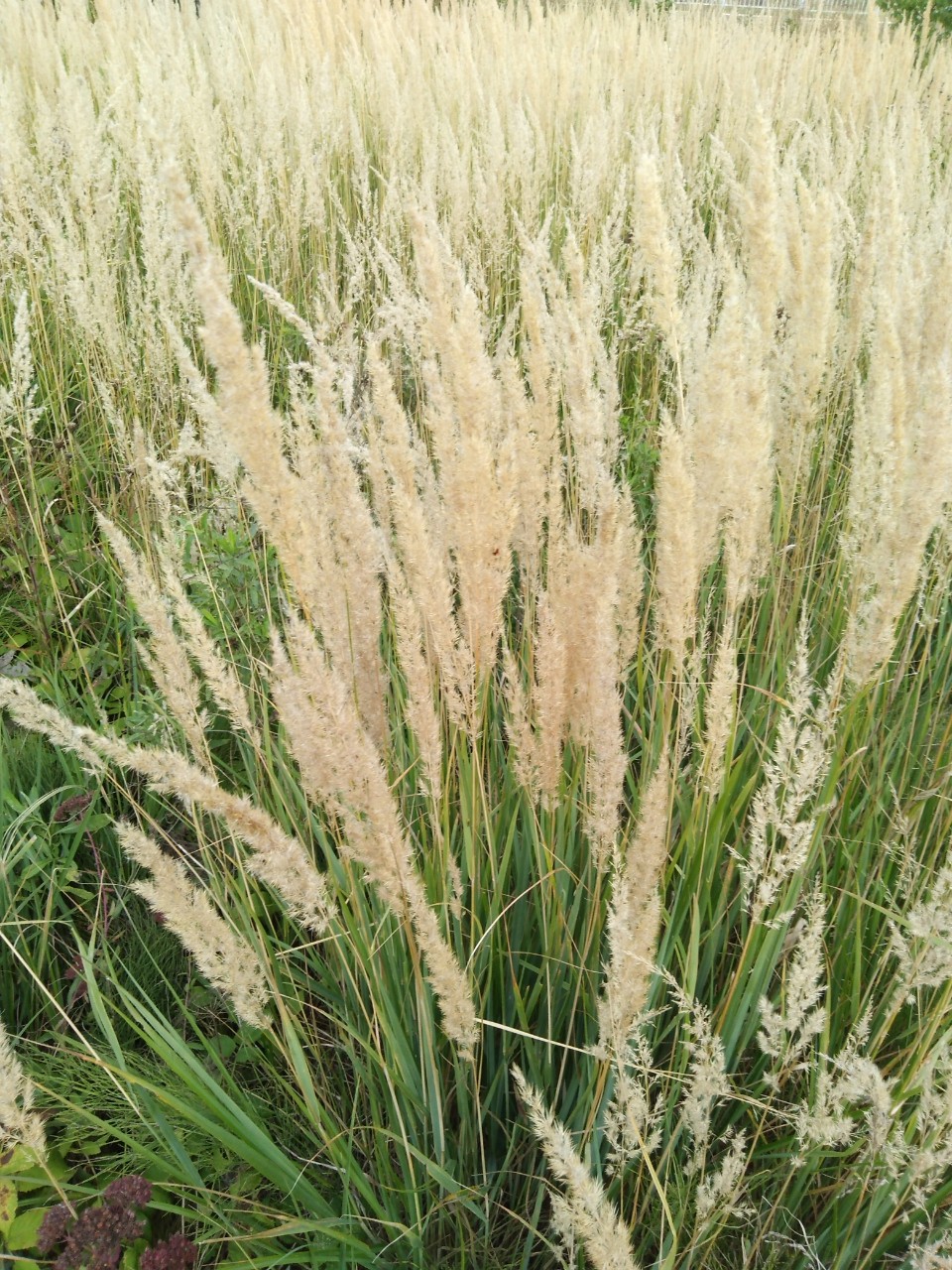  в LOOKY — 🌾 Колоски, колоски! 🌾
#природа