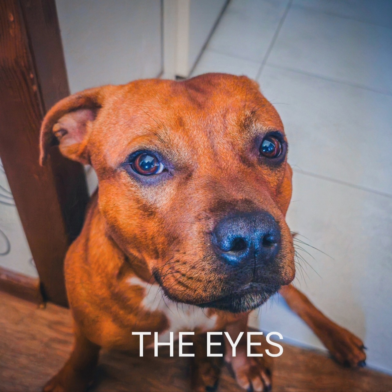 BuchTheStaffy в LOOKY. #стаффордширскийбультерьер
#стаффбуль
#стаффи
#буч. #стаффордширскийбуль...