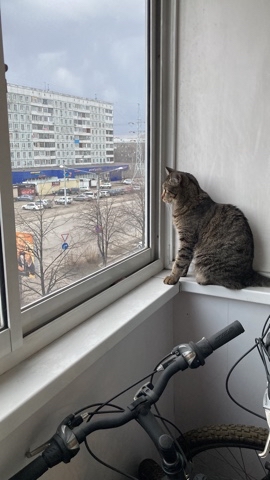 maksen_maksenych в LOOKY. #кошачийблог,#мыизкотограма,#котыванфасивпрофиль,#кот,#жизнькота,#усымоидлинные,#котофото,#котизм,#котэ,#кот,#кошка,#уокошка,#кошканаокошке,#весна. Хоть еще и не потепл...