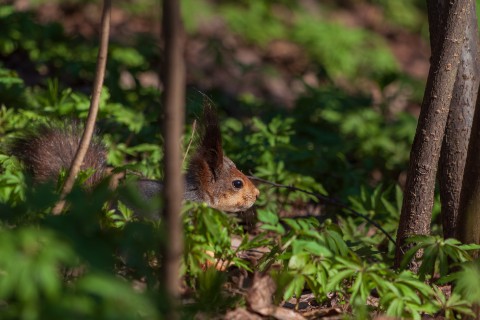 АлександрРомашов в LOOKY. . [#nature ](nature)[#...