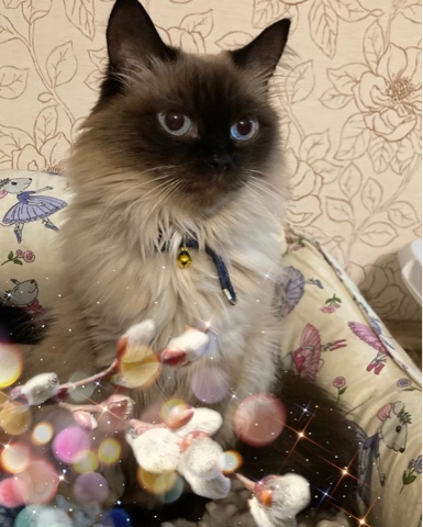 maksen_maksenych в LOOKY. #кошачийблог,#мыизкотограма,#котыванфасивпрофиль,#кот,#жизнькота,#усымоидлинные,#котофото,#котизм,#котэ,#кот,#котик,#вербноевоскресенье. Друзья, поздравляю в...