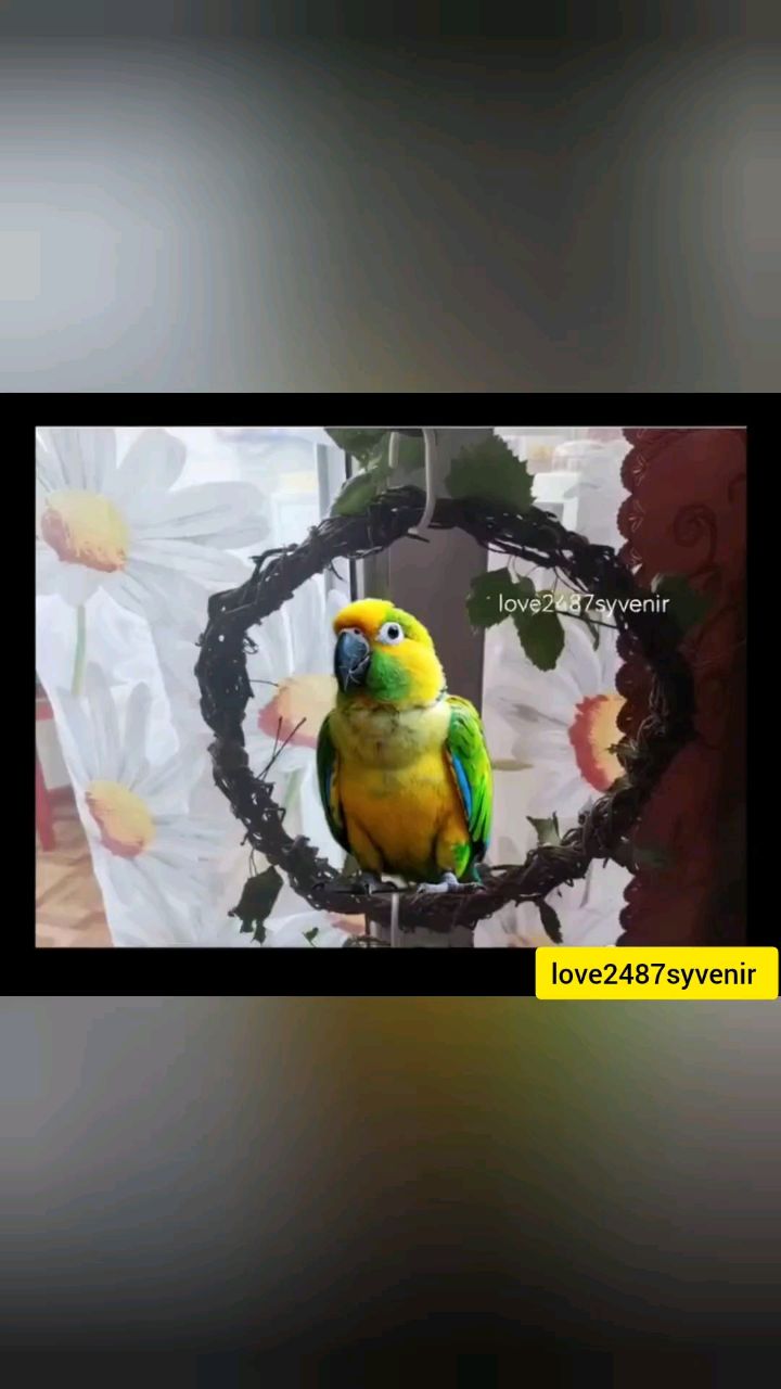 Уникальные товары с душой в LOOKY. #зоотовары,#Зоомагазин,#ручнаяработа,#птицы,#грызуны,#товарыдляживотных,#заботаопитомцах,#попугаи,#игрушкидляптиц,#4лапы,#природа,#мирптиц,#доставкарешает,#ручнаяработа,#эксклюзив,#креатив,#санктпетербург. Качели-круг для попу...