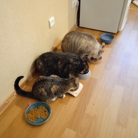cat.marco.and.co в LOOKY. #31деньлука,#марко,#мышка,#белка,#день1. Иждивенцы... 😁
#31д...