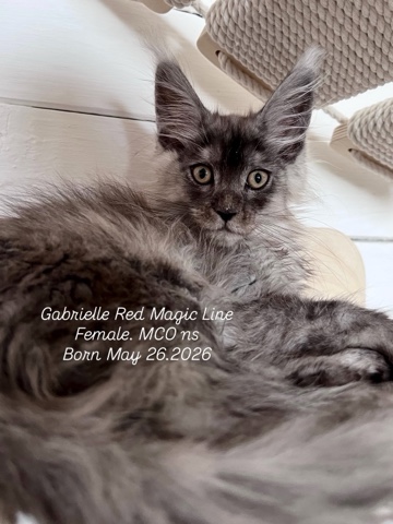 elena.vishneva в LOOKY. #redmagicline,#silvermainecoonkitten,##blacksmokemainecoonkitten,#котенокмейнкунмосква. Дымная Принцесса Gab...