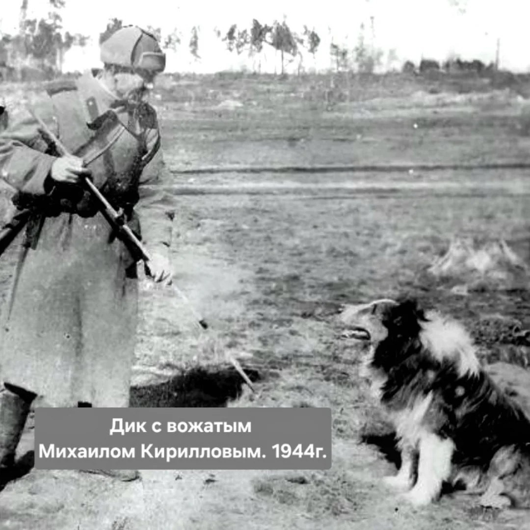 vehiistory в LOOKY — Четвероногий герой блокадного Ленинграда.
⠀
Собаки всегда бы