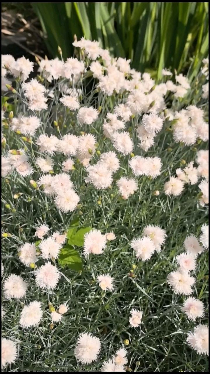 irina_voznuk в LOOKY — 🌼✨ Красота и цветение вокруг моего пруда — это результат за