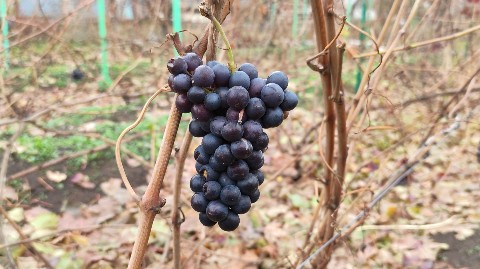 kinel_vinograd в LOOKY. . Всего две недели наз...