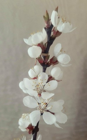 mari_artforest в LOOKY. #художникмариякорнюхова,#мысливслух,#природавесной,#весна2023,#spring. Апрель принес с собо...