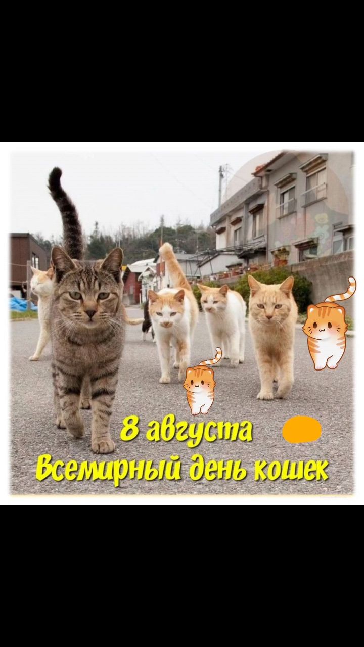 larisa_tkachenko_u в LOOKY. #кошка#денькошек#мурлыки#пушистыедрузья#любимки#праздниккошек#хозякадома#лапушка#милашка#моярадость#. С международным днём...